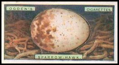 16 Sparrow Hawk